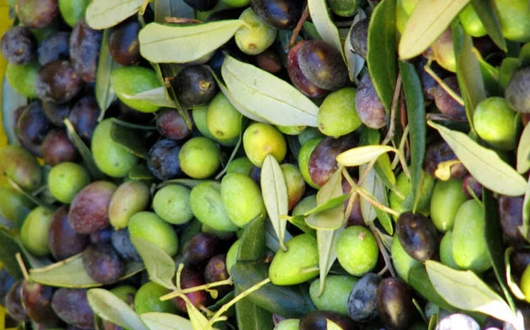 Visit a Traditional Olive Mill